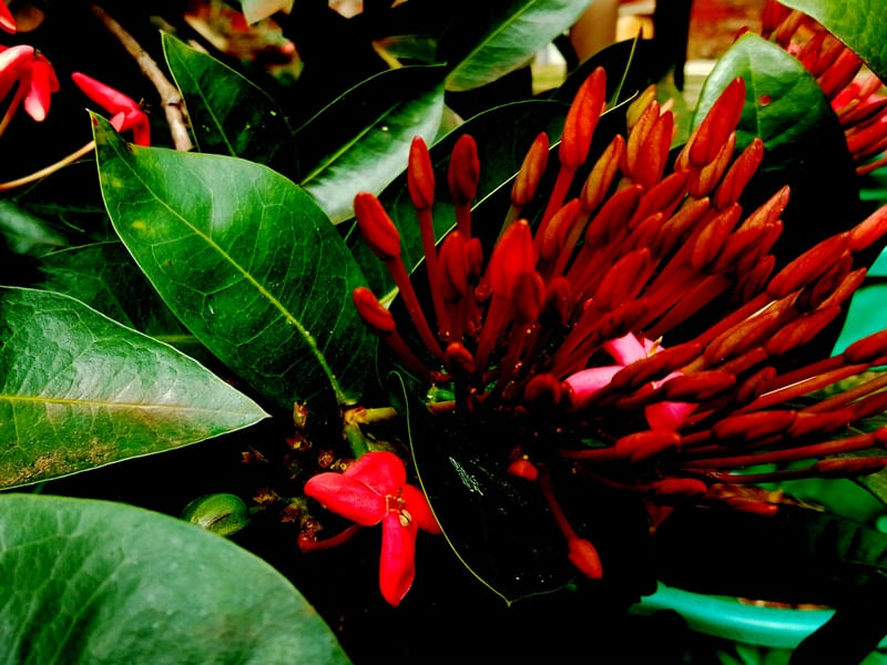 VITORIANAS