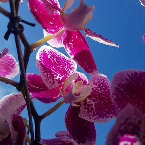ORQUIDEA 1 - DV