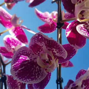 ORQUIDEA 2 - DV