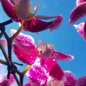 ORQUIDEA 3 - DV