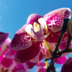 ORQUIDEA 4 - DV