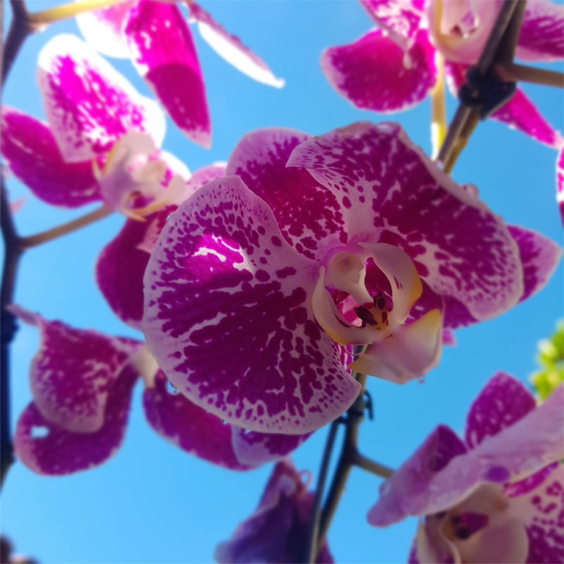 ORQUIDEA 5 - DV