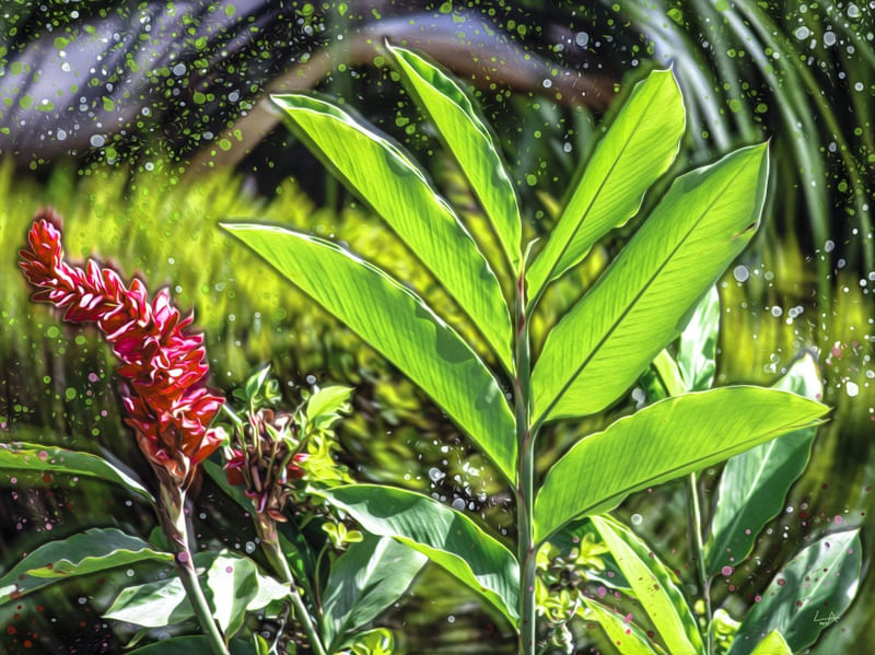 FOLHAS VERDES E FLOR VERMELHA DE LUCAS ALMA