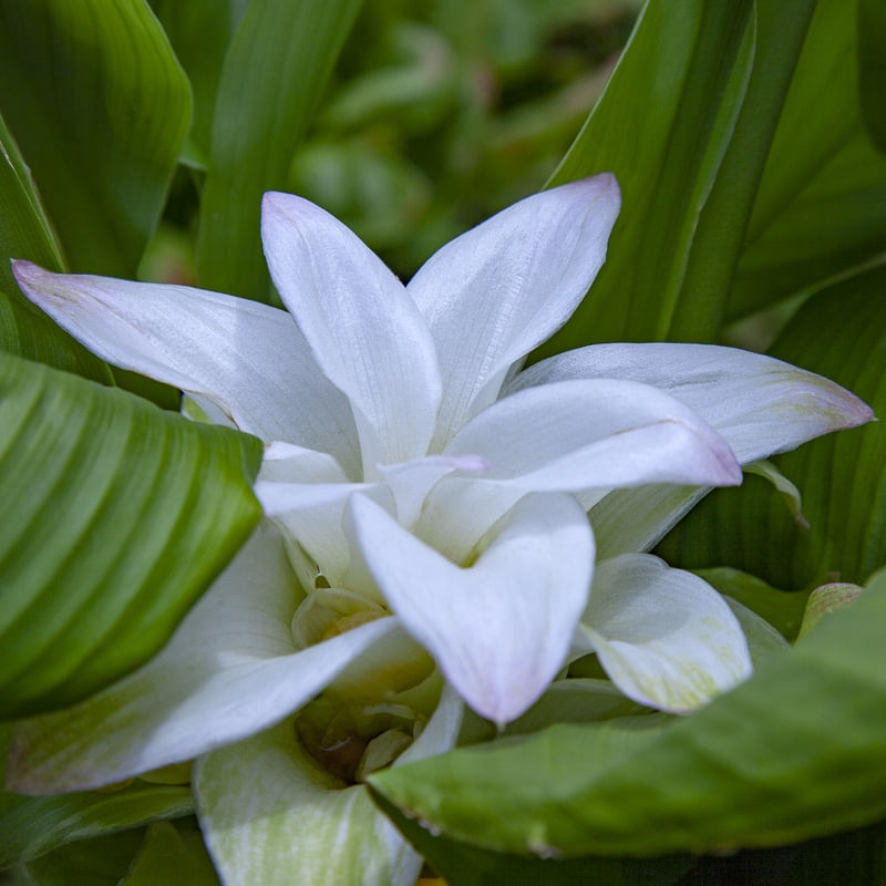 FLOR DE CÚRCUMA I