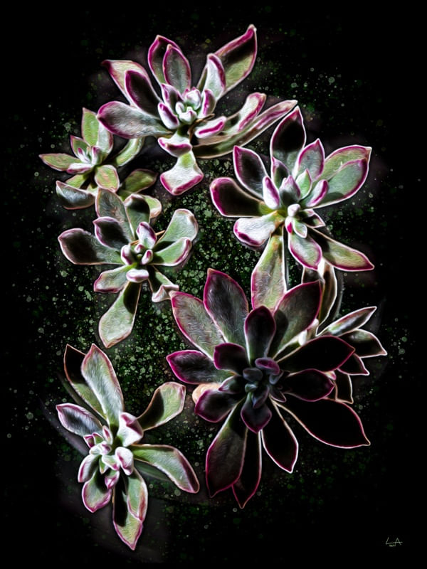 FLOR NEON DE LUCAS ALMA