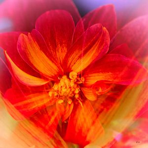 FLOR DO SOL I