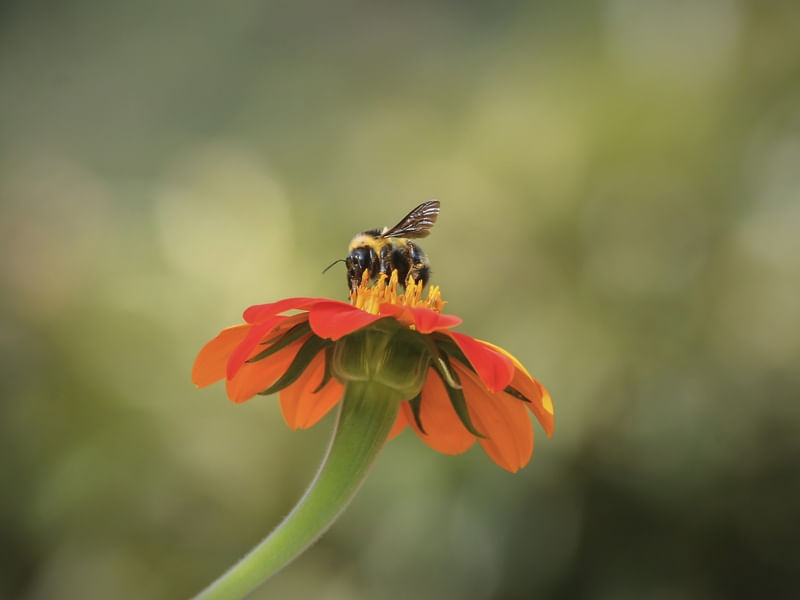 ABELHA E FLOR LARANJA