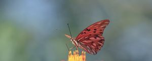 _BORBOLETA EM CLOSE_