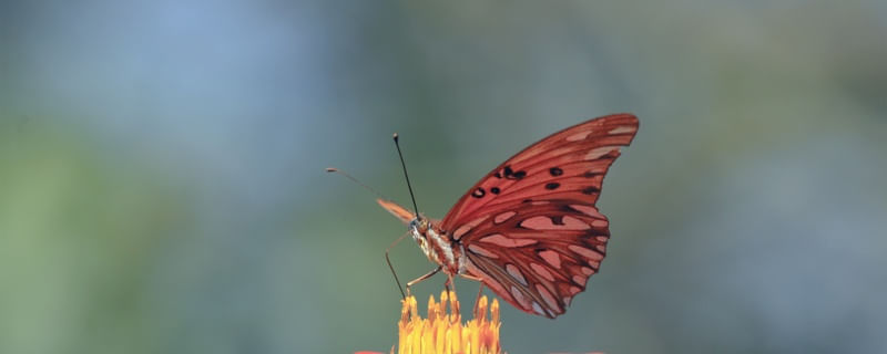 _BORBOLETA EM CLOSE_