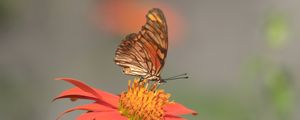BORBOLETA E FLOR LARANJA