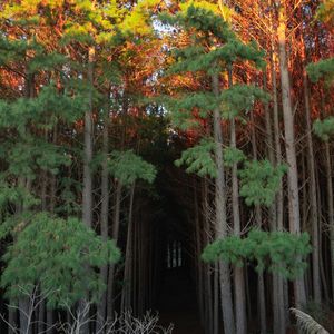 FOREST 3