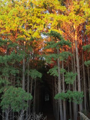 FOREST 5