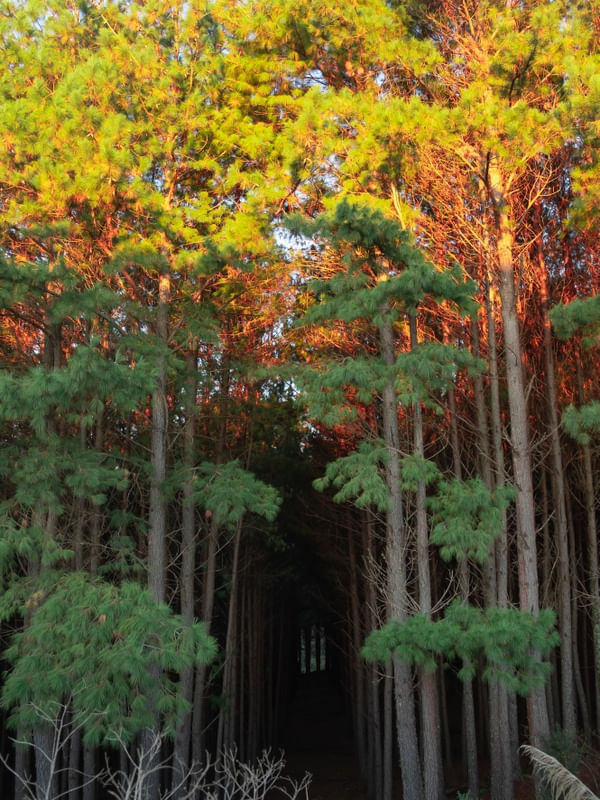 FOREST 5