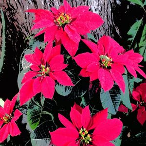 RED FLOWERS, I LOVE.