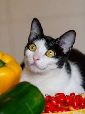 GATO NA COZINHA 2