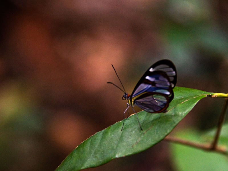 BUTTERFLY LANDING