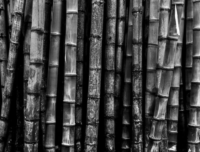 BAMBU EM FILA