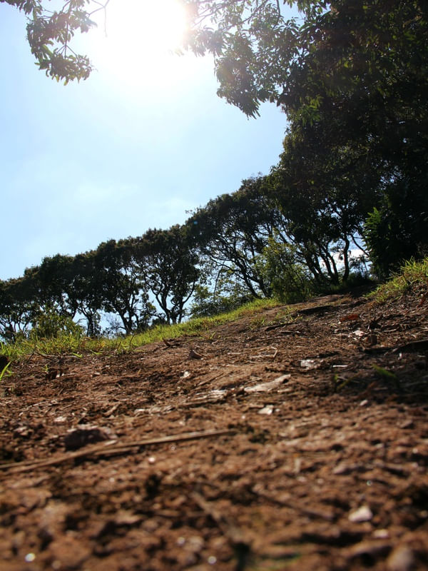 CAMINHANDO PARA AS ÁRVORES