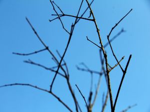 GRAVETOS SOB CÉU