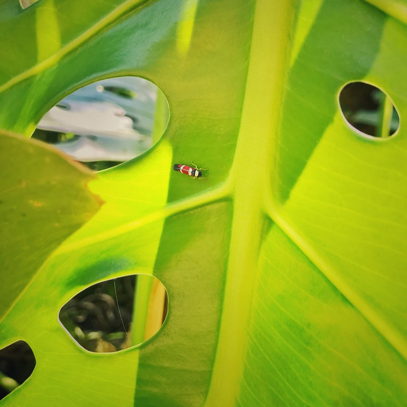 DETALHES DA NATUREZA II