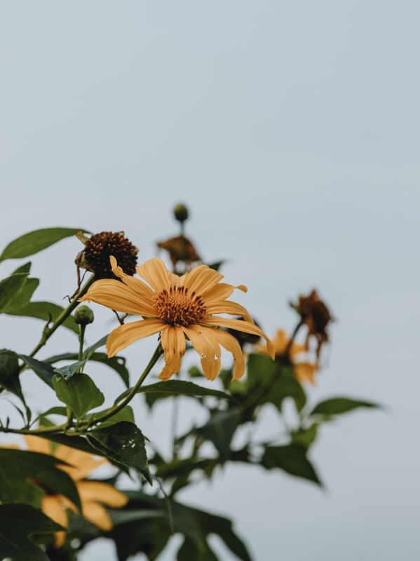 AMARELO FLOR