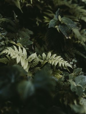 GARDEN II