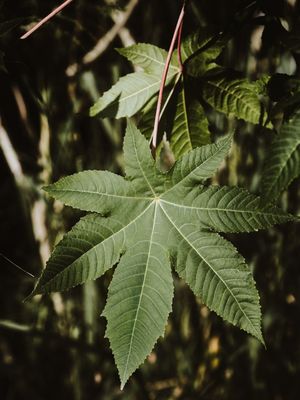 GREEN VIBES I