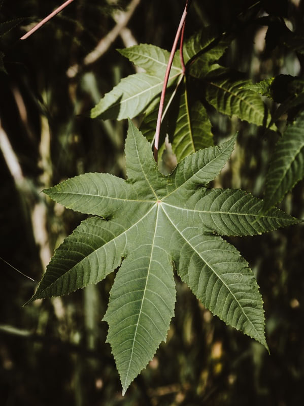 GREEN VIBES I