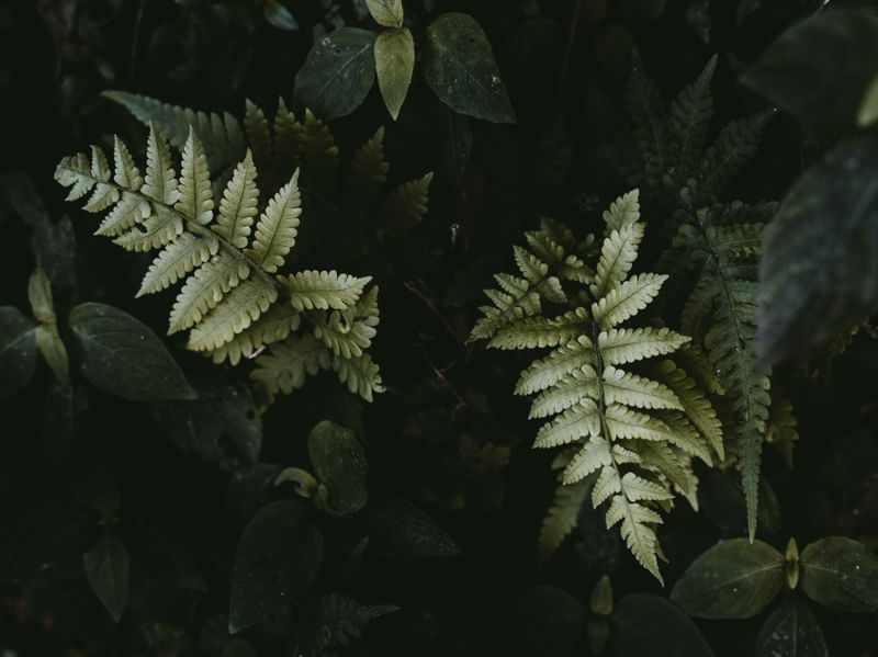 BEAUTIFUL GREEN GARDEN