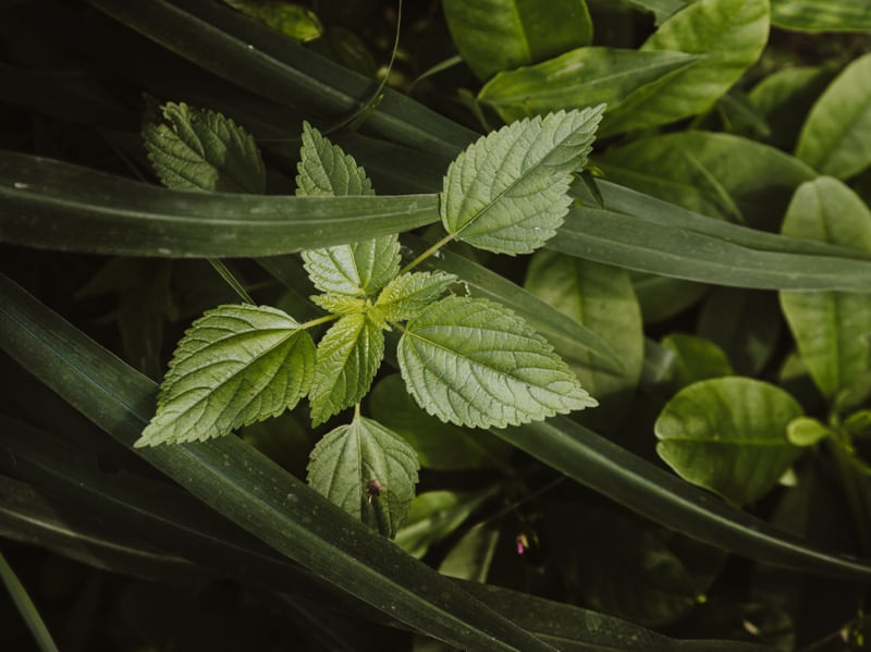 GREEN PETAL