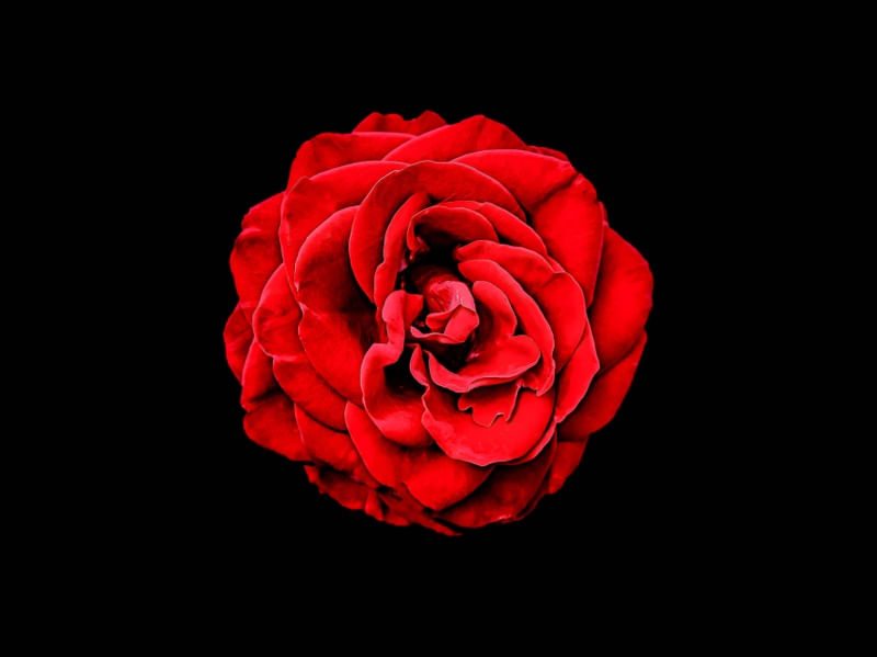 FLORES VARIADAS 22 UA