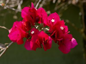 FLORES VARIADAS 01 UA