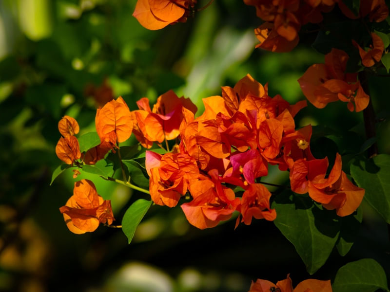 FLORES VARIADAS 05 UA
