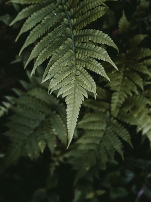 GREEN JUNGLES