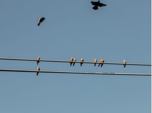 MINIMAL BIRDS