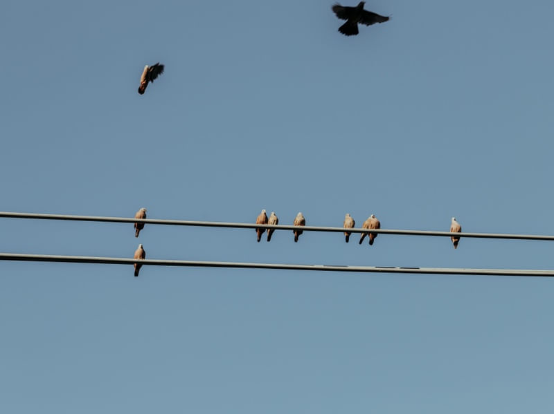 MINIMAL BIRDS
