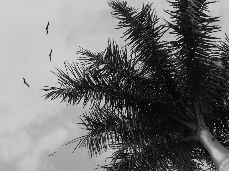 TROPICAL DRAMA