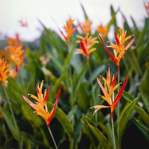 FLORES LARANJAS NO VERDE - ANALÓGICO