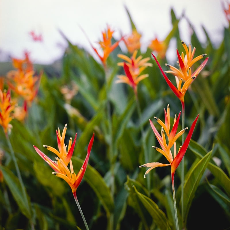 FLORES LARANJAS NO VERDE - ANALÓGICO