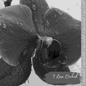 I LOVE ORCHID, BLACK.