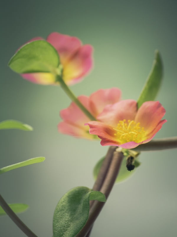 FLOR AMARELO MACRO II