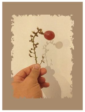 FRUTAFLOR