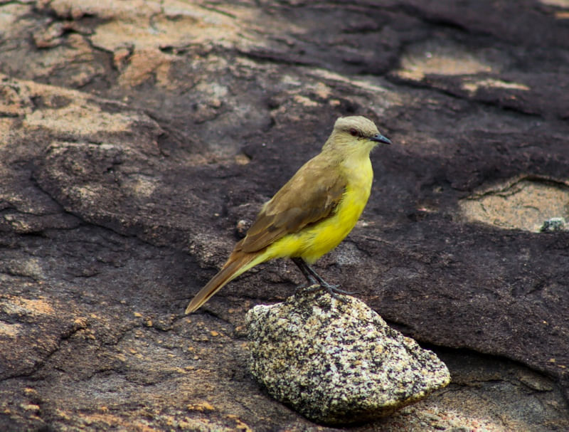LINDO PASSARINHO DE BARRIGA AMARELA OBSERVANDO A NATUREZA A PARTIR DA PEDRA