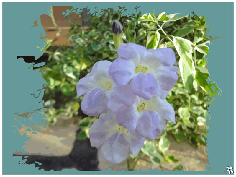DUJARDINII