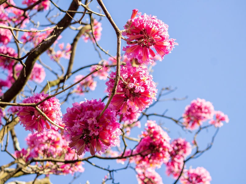 IPÊ BELEZA ROSA