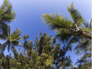 COQUEIROS COM CÉU AZUL