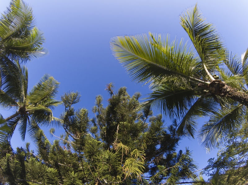 COQUEIROS COM CÉU AZUL