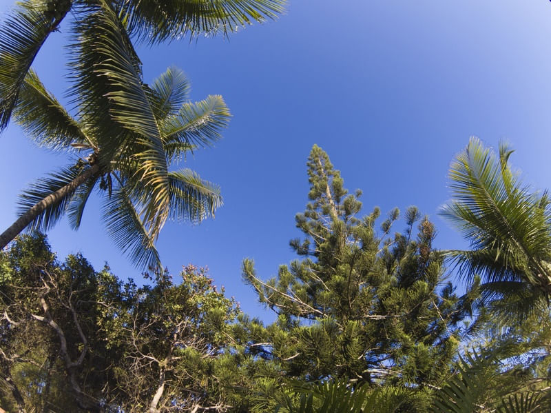 COQUEIROS COM CÉU AZUL II