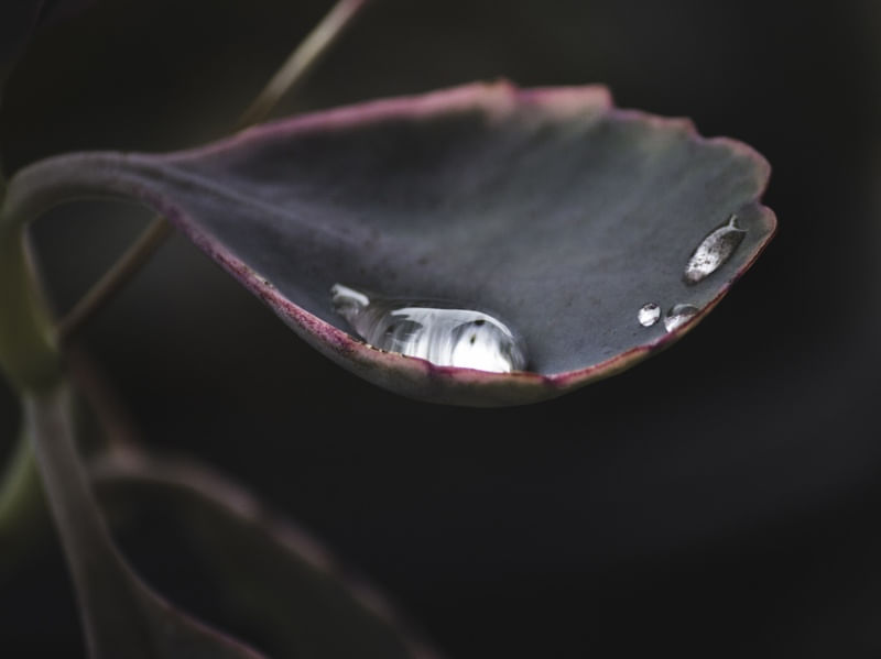 FLOR GOTA DE ORVALHO II