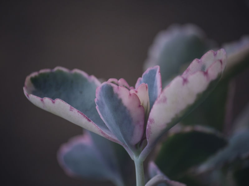 DETALHE DE FLOR VERDE ROSA